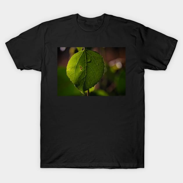 Green Leaf on a Bokeh Background Poster T-Shirt by jecphotography